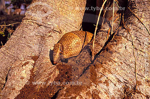  (Tolypeutes matacus) Three-Banded Armadillo -  Pantanal National Park* - Mato Grosso state - Brazil  * The Pantanal Region in Mato Grosso state is a UNESCO World Heritage Site since 2000. 