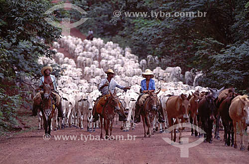  Cowboys with a herd of cattle at a dirt road - Pantanal ecosystem - Matogrosso state - Brazil 