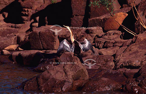  (Anhinga anhinga) - Snake Bird or darter - south Brazil   