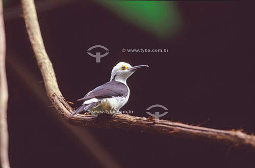  (Melanerpes candidus) - White Woodpecker - south Brazil 