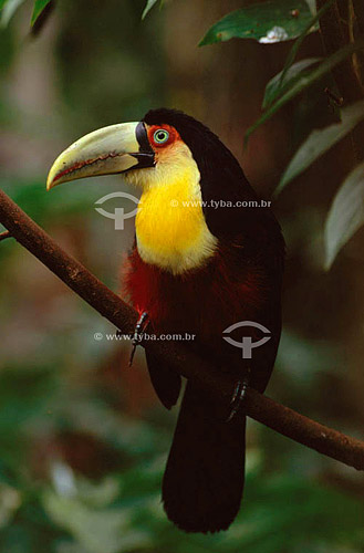  (Ramphastos dicolorus) - Red-Breasted Toucan - south Brazil 