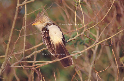  (Guira guira) - Guira Cuckoo - south Brazil 