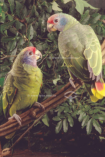  (Amazona brasiliensis) - Red-Tailed Amazon - south Brazil*  * The stretch in the Atlantic Forest that begins in the Jureia Mountain Range (in Iguape/SP) and goes until Ilha do Mel Island (in Paranagua city-Parana state) is a Natural World Heritage S 