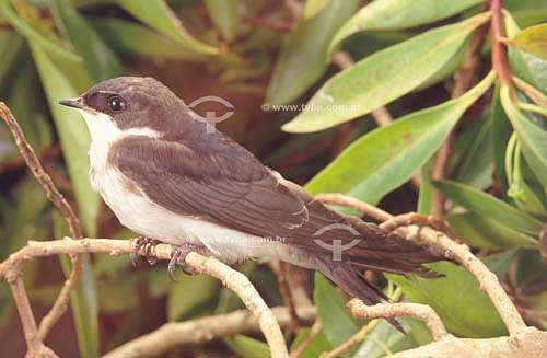  Bird - south Brazil 