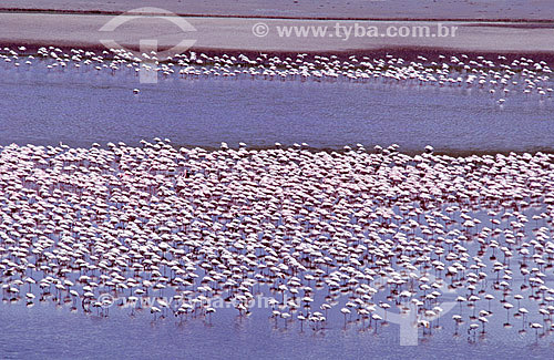  (Phoenicopterus chilensis) Thousands of Chilean flamingos at south of Brazil 