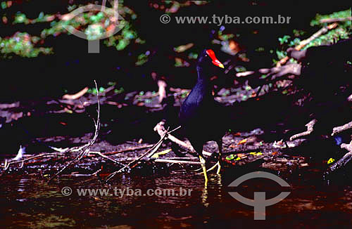  (Gallinula chloropus) Moorhen among the exposed roots - South Brazil 