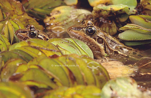  (Leptodactylus ocellatus) Spotted thin-toed frog - south Brazil 