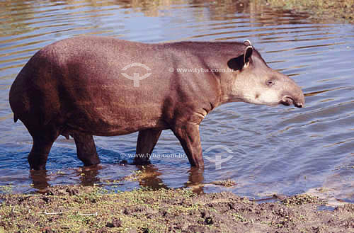  (Tapirus terrestris) Tapir - south Brazil 