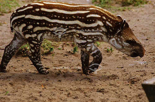  (Tapirus terrestris) Tapir (young) - south Brazil 