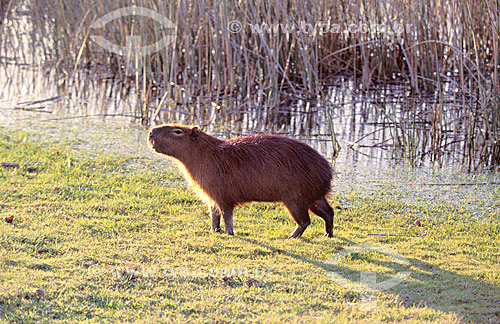  (Hydrochaeris hydrochaeris) Capybara - South of Brazil 