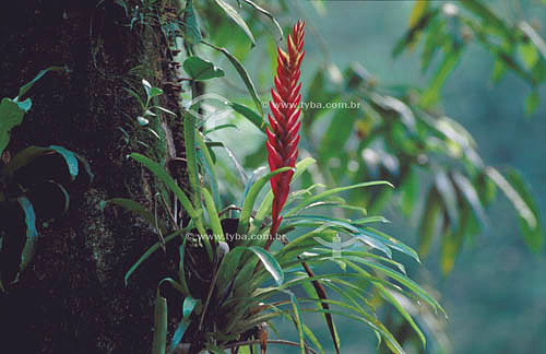  (Vriesea sp.) - Bromelia in bloom - south Brazil 