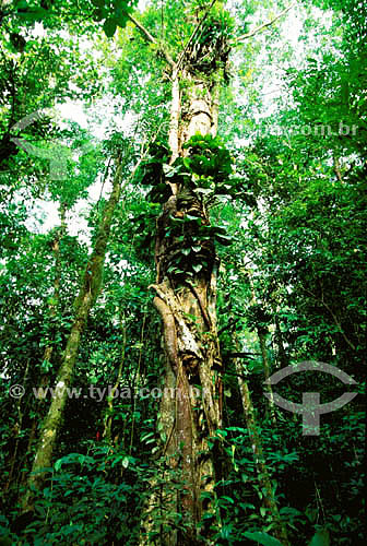  A strangler fig tree embraces it support tree with thick roots;  an abundance of epiphytes, especially Monstera sp., bromeliads and orchids, mosses and lichens. 
