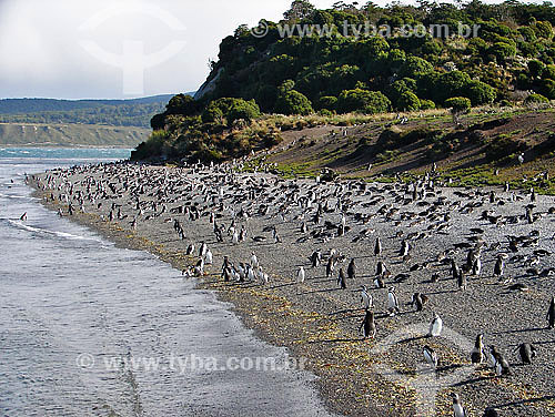  Penguins - Ushuaia - Argentina - 2006 