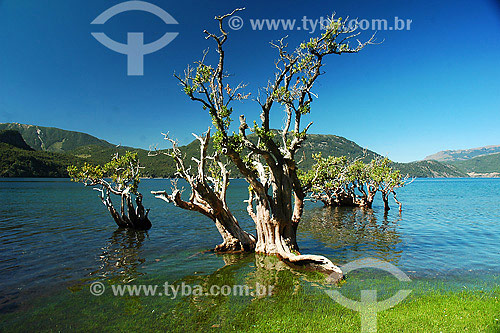  Tree inside Lake Lacar - San Martin de Los Andes - Patagonia - Argentina 
