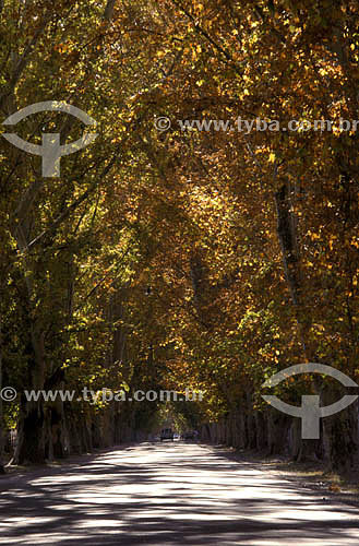  Road with trees - Mendoza - Argentina 