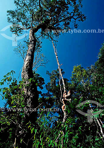  Man scalling tree for a liana - Amazon Rainforest - Peru 