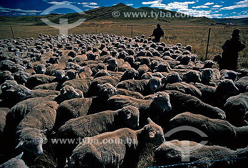  Creation of Sheep - Peru 