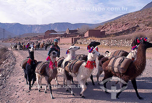  Pack of Llamas carrying maize on the road Potosi - Potosi Department - Bolivia 