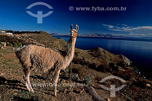  Llama - Island of the Sun - Titicaca Lake - Bolivia 