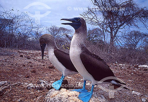  Blue-footed Booby (Sula nebouxii) - Galapagos - Ecuador 