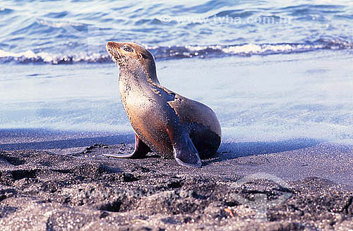  Galapagos Fur seal - Galapagos - Ecuador 