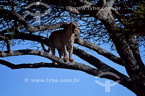  Leopard (Panthera pardus) - Kenia - Africa 