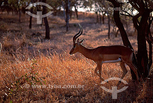  Male Impala (Aepyceros melampus) - Masai Mara National Reserve - Kenia - Africa 