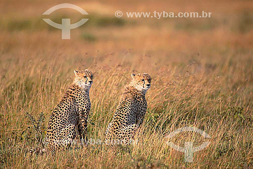  Cheetah (Acinonyx jubatus) - Masai Mara National Reserve - Kenia - Africa 