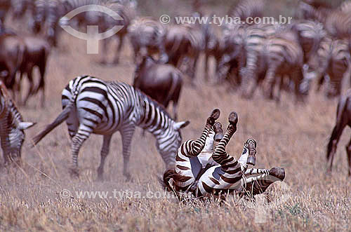  Burchell`s zebra (Equus burchelli) - Masai Mara National Reserve - Kenia - Africa 