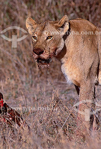  Lioness - female African Lion (leo Panthera) with blood of the hunting on mouth - Masai Mara National Reserve - Kenia - Africa 