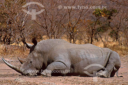  African White Rhino (Ceratotherium simum) - Umfolozi Game Reserve - Natal Department - South Africa 