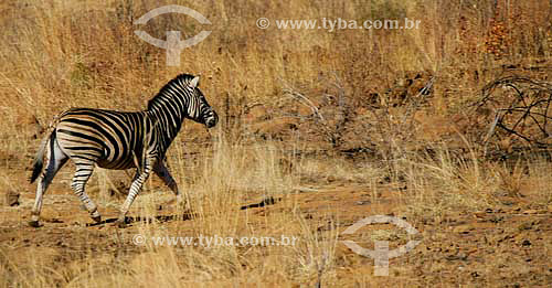 Burchell`s zebra (Equus burchelli) - Pilanesburg National Park - South Africa - August 2006 
