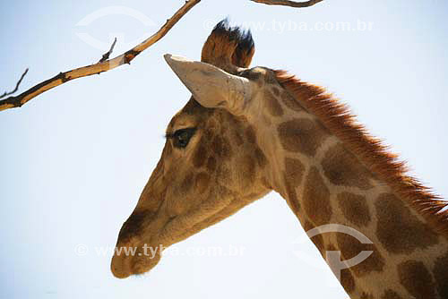  Giraffa (Giraffa camelopardalis) - Lion Park - South Africa - August 2006 