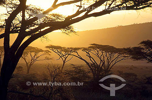  Sunrise - Serengeti National Park - Tanzania - Africa 