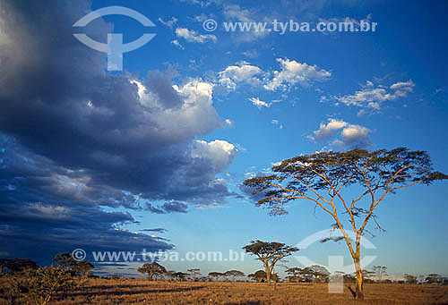  Serengeti National Park - Tanzania - Africa 
