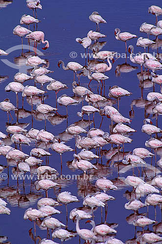  Lesser Flamingo (Phoenicopterus minor) - Arusha National Park - Tanzania - Africa 