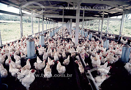  Subject: Agroindustry - chickens in farm / Place: Maranhao state (MA) - Brazil / Date: Década de 90 