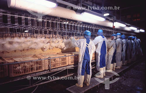  Agro-Industry (Agro Industry) - Poultry: worker and chicken on cold storage room - Sadia Chicken farm - Concordia Village - Santa Catarina state - Brazil - Date: 2002 