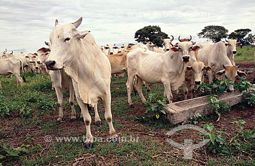  Agro-cattle-raising / Cattle-raising : cattle feeding on the grass,  Mato Grosso do Sul state - Brazil 