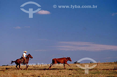  Agro-cattle-raising / Cattle-raising : a man on a horse roping a cattle - Brazil 