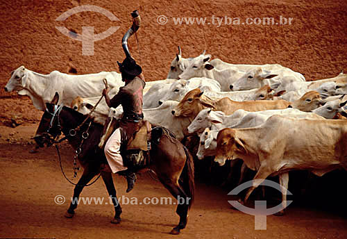  Agro-cattle-raising / cattle-raising: cattle tender on a horse using a brasilian instrument named 