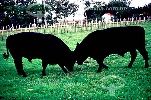  Agro-cattle-raising / Cattle-raising : cattle feeding on the grass, Rio Grande do Sul state - Brazil 