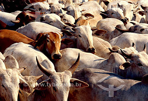  Agro-cattle-raising / Cattle-raising : cattle  