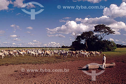  Agro-cattle-raising / cattle-raising : cattle farm in Pantanal city, Mato Grosso do Sul state, Brazil 