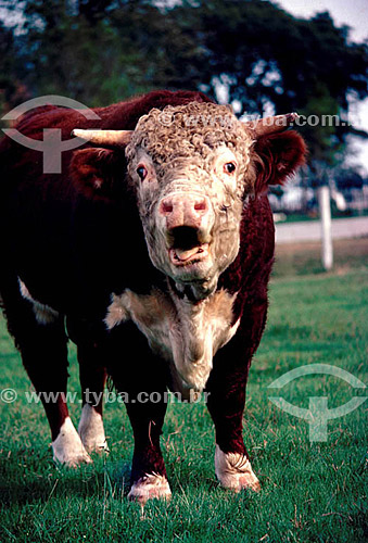  Agro-cattle-raising / Cattle-raising: cattle 