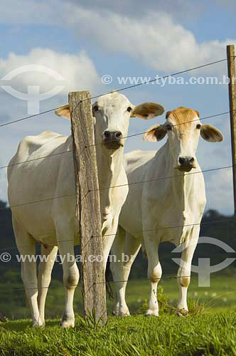  Nelore race cattle - Corumbatai region - Sao Paulo state - Brazil 