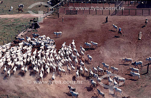  Agro-cattle-raising / Cattle-raising : Cattle farm near to Marabá`s city, Pará state, Brazil 