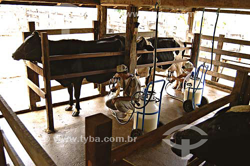  Cattle raising and milk production - Farms near 