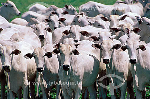  Agro-cattle-raising / cattle-raising : Nelore cattle-farm, Getulina city, São Paulo state,  Brazil 