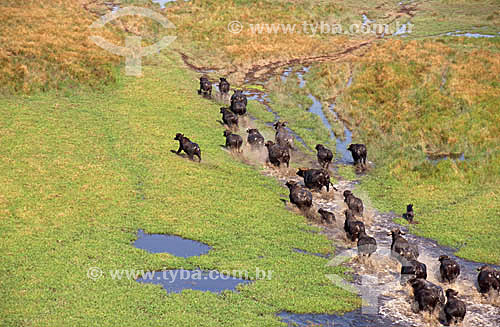  Agro-buffalo-raising / Buffalo raising : Buffalos runing on the grass, Lagoa Feia city, Rio de Janeiro state, Brazil 